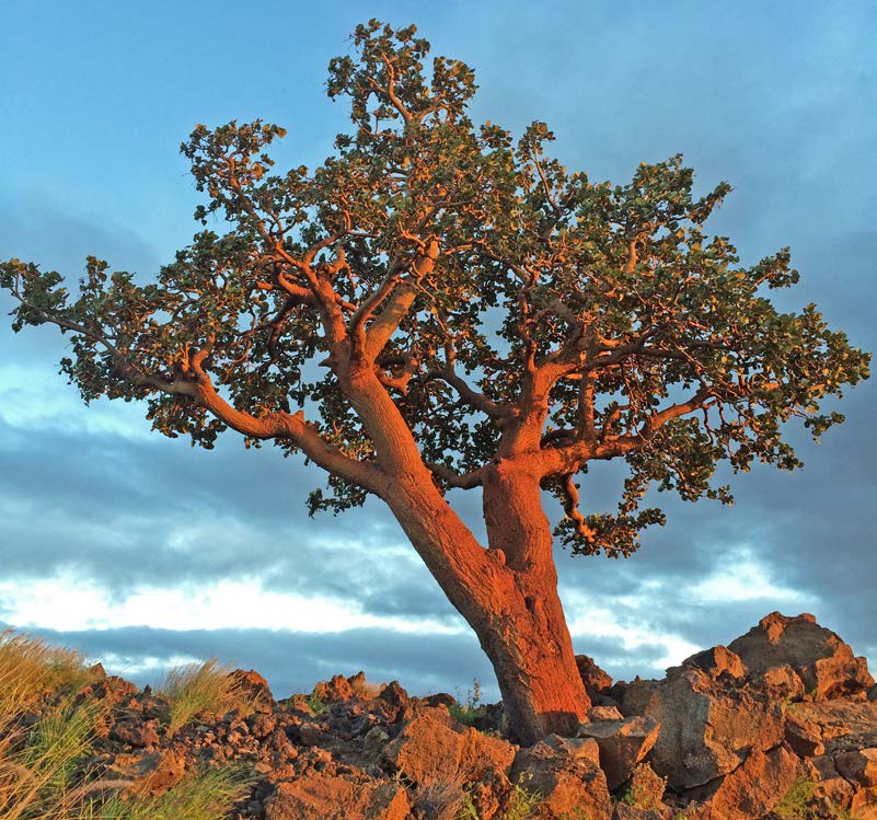 Wiliwili Tree